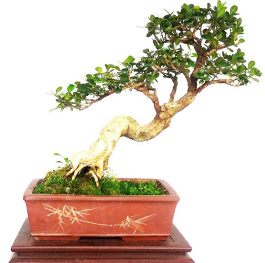 黄杨盆景适合做附石盆景吗,黄杨盆景的造型技巧