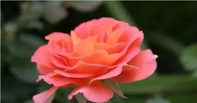 100种玫瑰花品种大全,玫瑰花有哪些品种大全