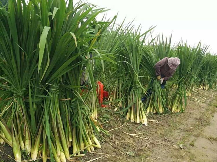 中国人种植水稻历史,中国人种植蔬菜