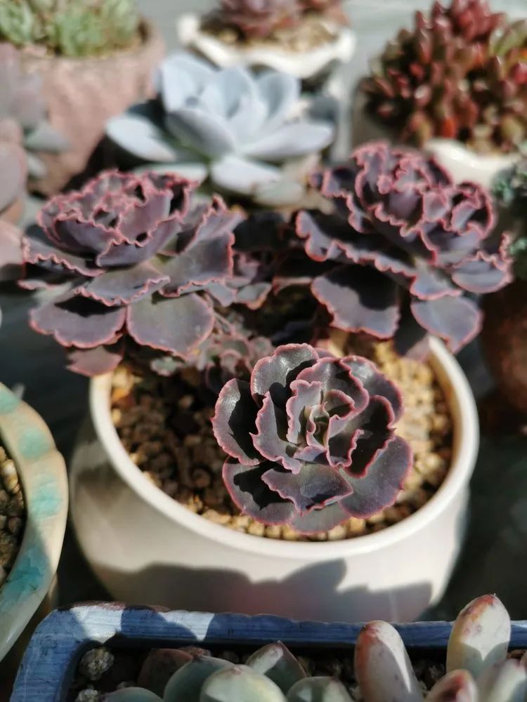 适合从小养到大的多肉,由小到大由浅入深