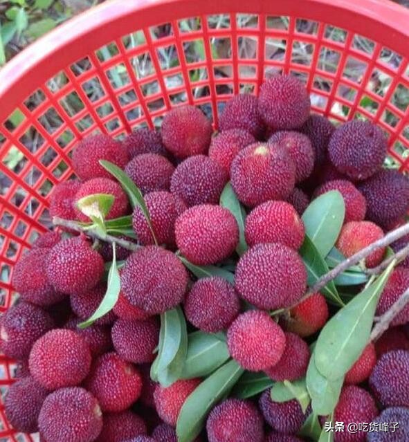 6种寄生虫多的蔬菜,6种食物容易藏有寄生虫