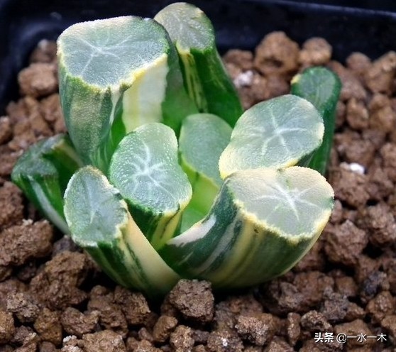 多肉十二卷的观赏价值,多肉十二卷的养护方法