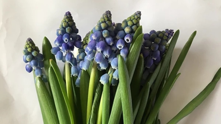 五种常见花材有什么颜色,常见绿色花材