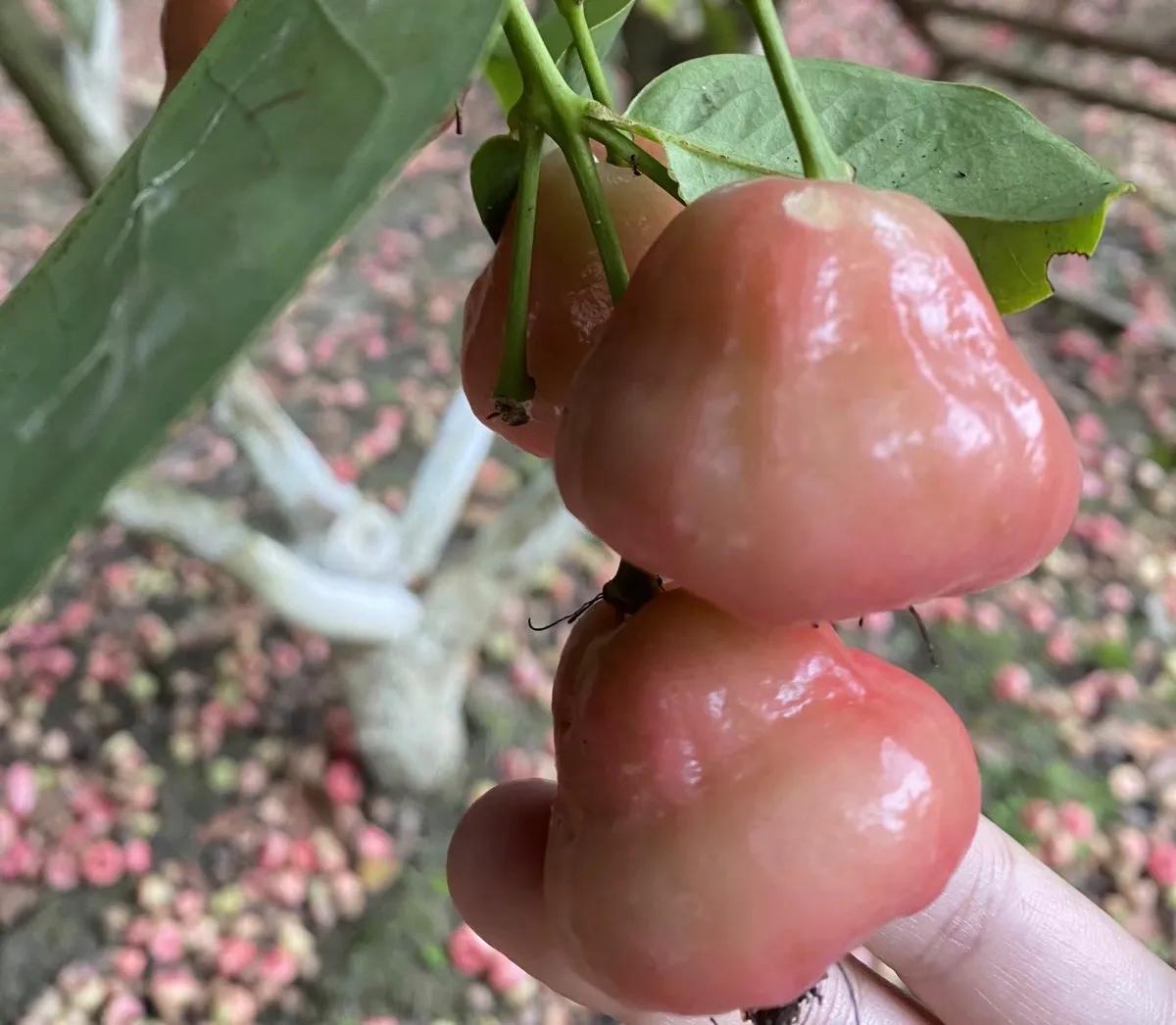 瑞丽一寨两国值得去吗,去瑞丽一寨两国旅游需要护照吗