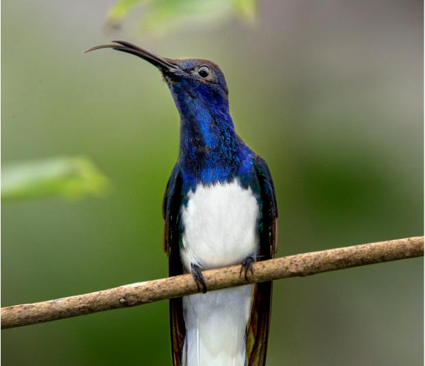 动物的舌头会变成什么样,所有动物的舌头是怎样的