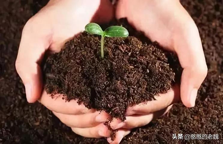 羊粪牛粪鸡粪有机肥有什么区别,鸡粪牛粪猪粪羊粪哪个更好呢