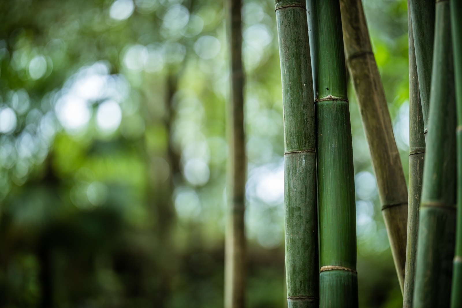 人像镜皇焦段,人像镜皇85mm1.2和1.8