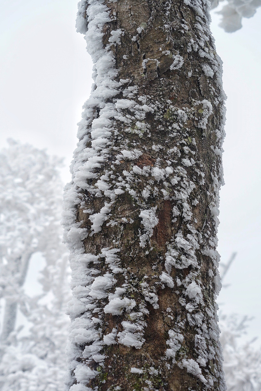 张家界雪季攻略,冬天湖南张家界攻略