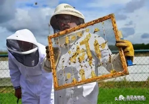 孙艺珍玄彬皮肤,蜂蜜护肤品