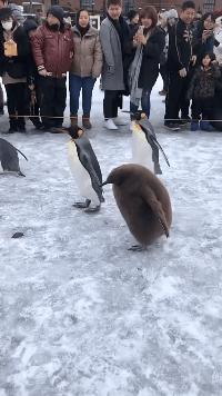 小萝莉搞笑图片,小萝莉的搞笑段子