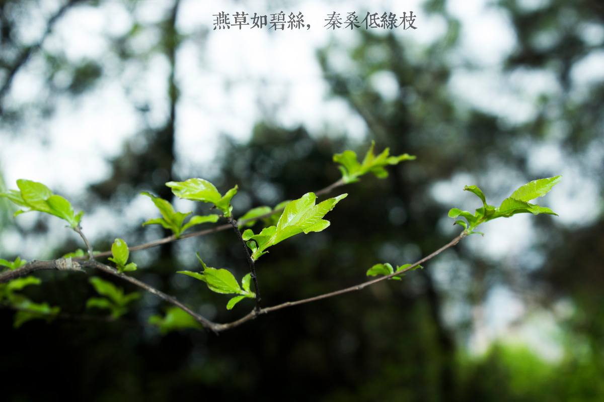 古诗词中含有白草的诗句,以草为意象的古诗词有哪些