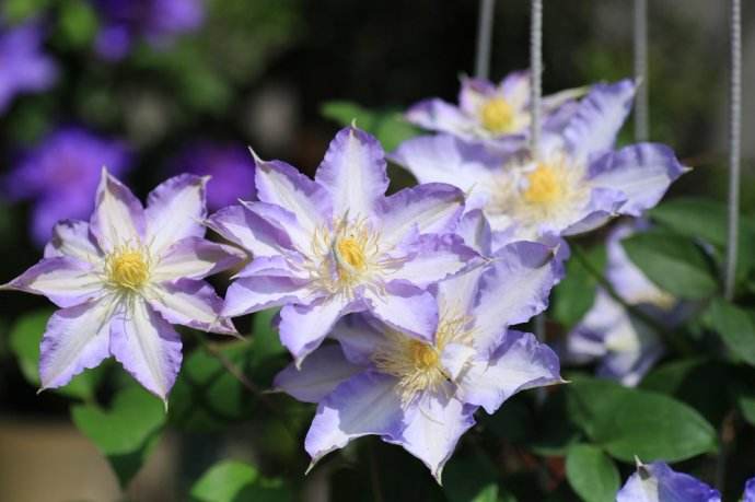 北面院子适合种什么爬藤开花植物,爬藤植物有哪些适合小庭院种植