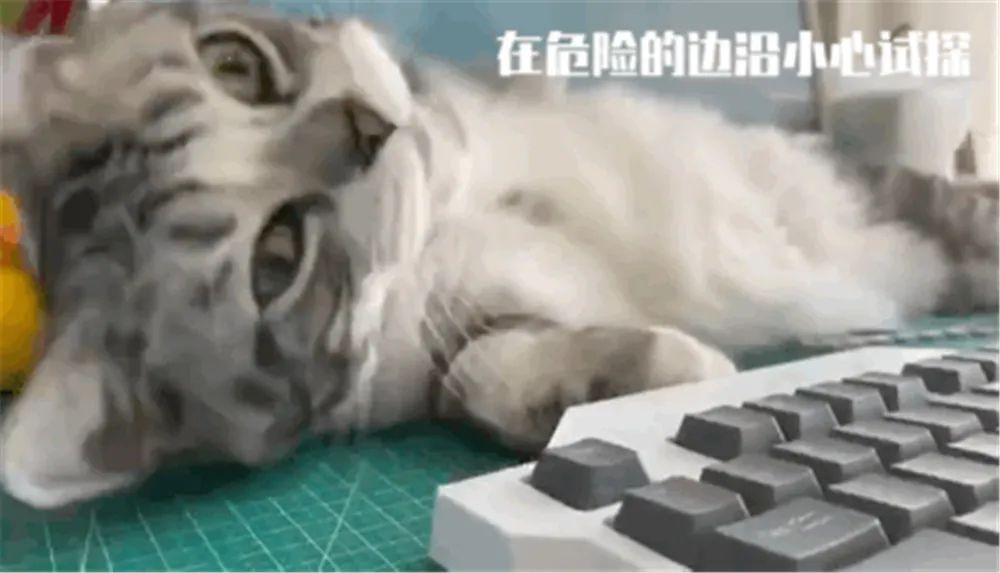 猫咪臭粑粑的解决方法,猫咪窝的屎很臭该怎么办