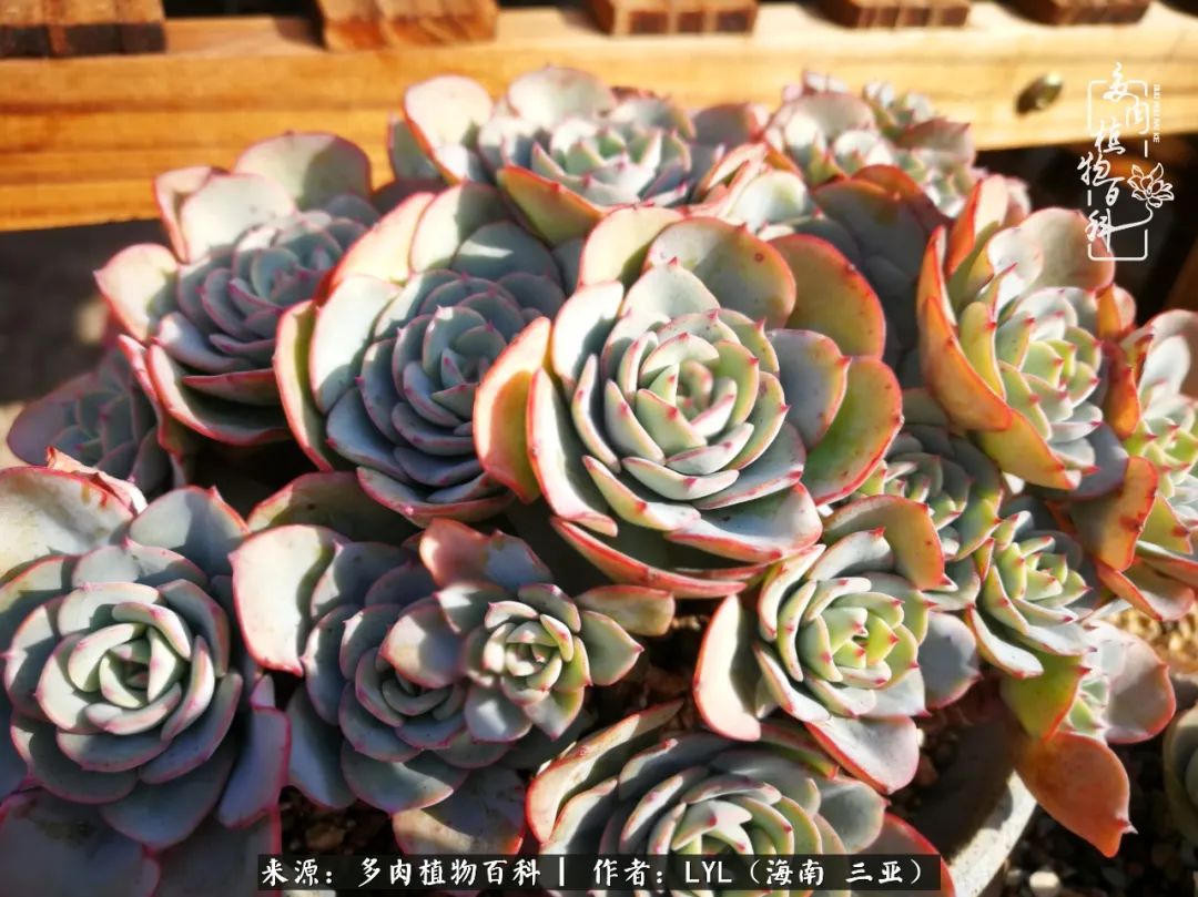 养多肉一年花了3万,养多肉一千多盆