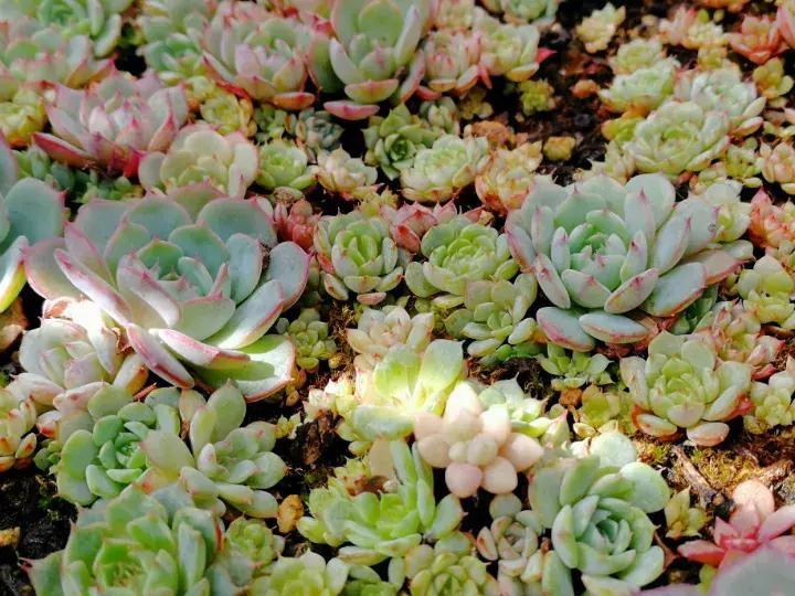 多肉长出小尾巴求救信号,多肉有什么求救信号