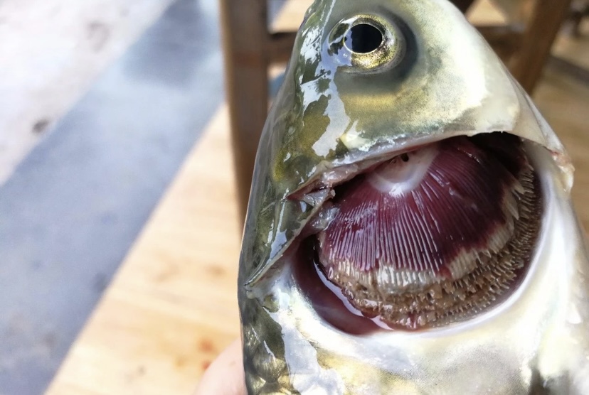 草鱼的四大疾病及防治方法,草鱼有菌病用什么药