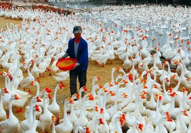 与人不和劝人养鹅的下一句,养鹅投资什么最赚钱