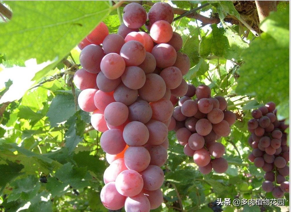 阳台种葡萄的种植方法,阳台葡萄种植技术大全