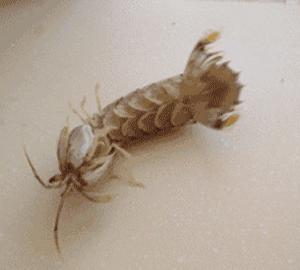 巽寮湾皮皮虾季节,皮皮虾什么季节好吃