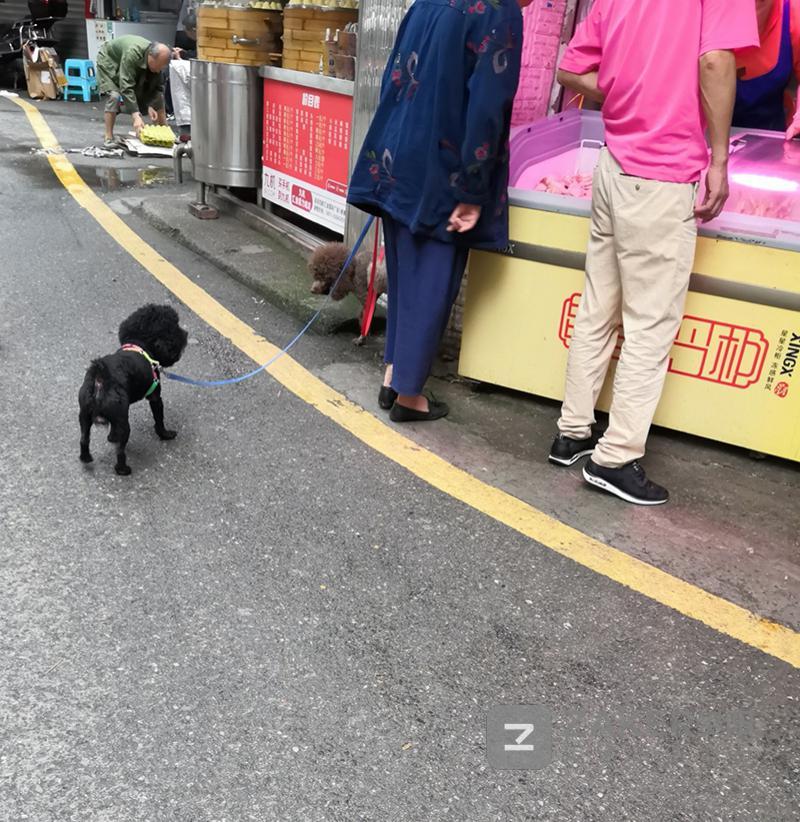 文明养犬到底有没有可行性,文明养犬规定有哪些