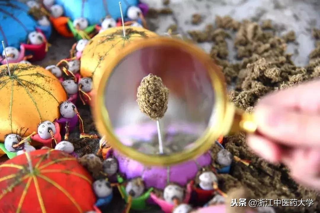 用镜头诉说中医药之美