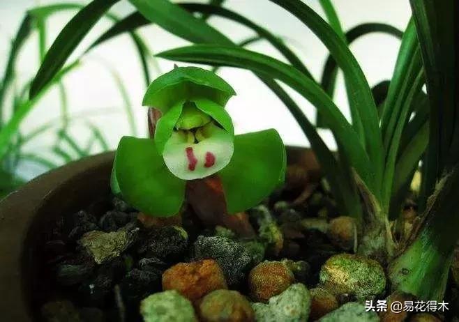 怎样预防兰花得软腐茎腐病,兰花如何预防软腐病和茎腐病