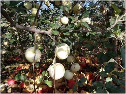 苹果脱袋后的管理,苹果摘袋后管理技巧