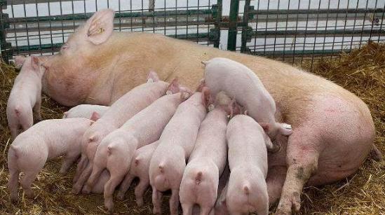母猪下崽三天就开始死是什么原因,母猪产仔下来就死了是怎么回事