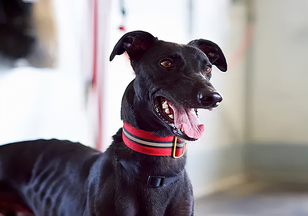 猫癣和狗癣可以用一样的药吗,狗癣的症状有哪些又是该怎么护理