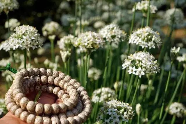 星月菩提盘花怎么处理,星月菩提的盘玩花了怎么补救