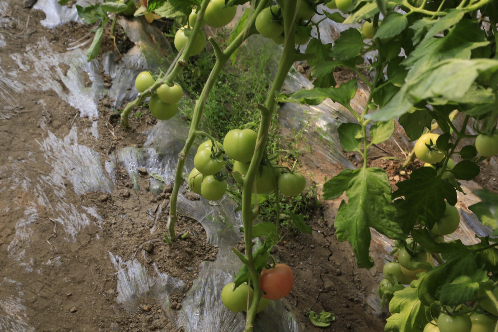 大棚西红柿高产,西红柿定植前用什么化肥配方高产