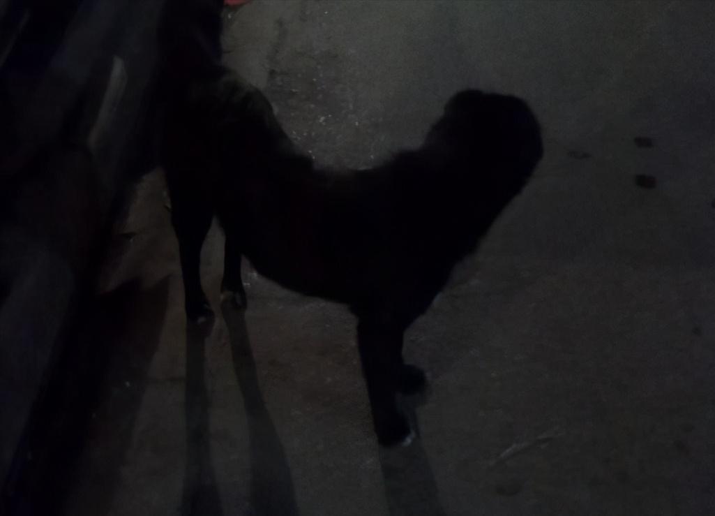 为什么养狗的人很脏,为什么养狗的人会让别人感到讨厌