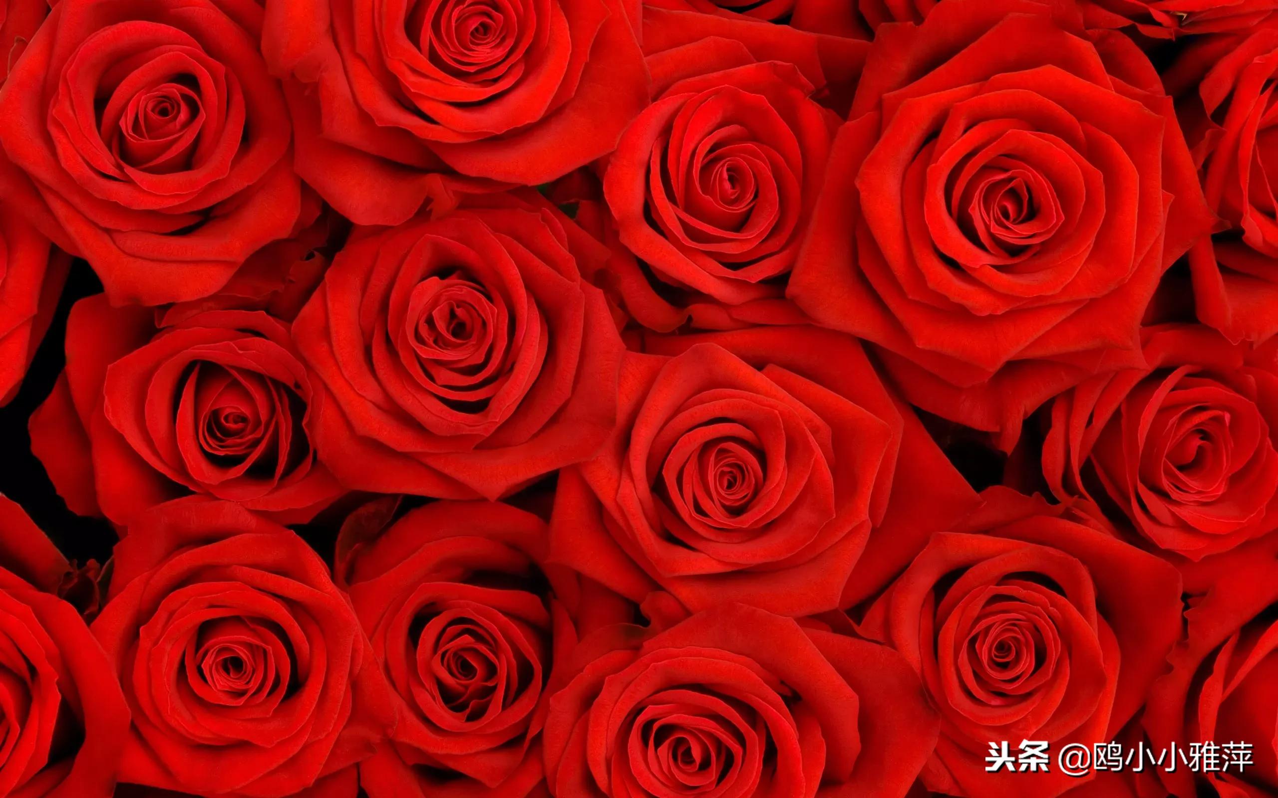 11朵玫瑰花礼盒图片,11朵玫瑰花贺卡文案