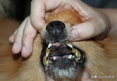 怎么注意狗狗的保暖不感冒,狗狗日常怎么清洁眼睛