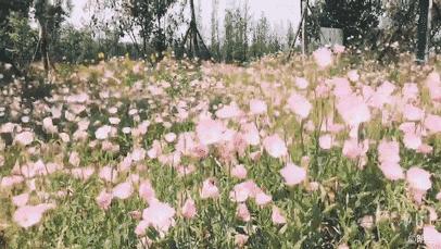 暮春：风住尘香花已尽，清风明月两相依