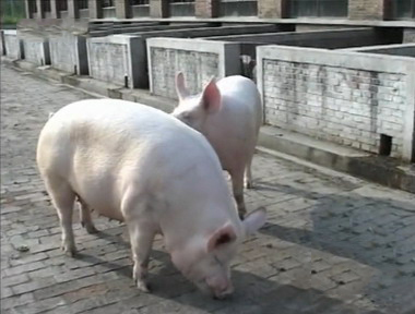 如何选优质母猪,怎样选一个优质母猪