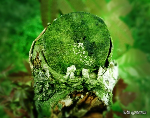 了解植物必看纪录片,植物科普纪录片推荐