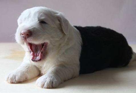 狗狗呕吐狗粮怎么回事,狗狗吐了狗粮要怎么办呢