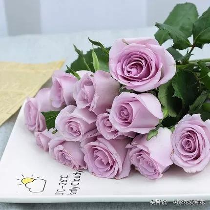 蓝紫青龙月季优缺点,天狼蓝紫月季