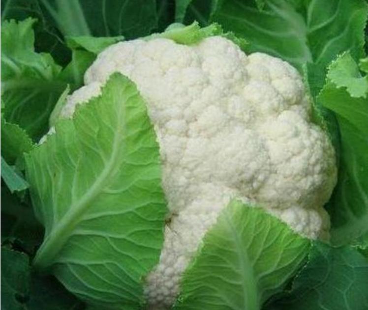 阳台种植的蔬菜怎样才能长得快,阳台种植蔬菜的技巧和方法视频