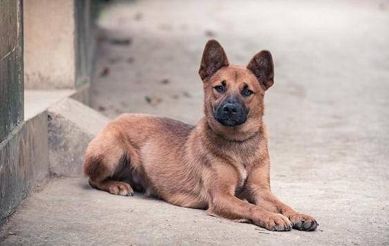 什么狗最好养又便宜不咬人,适合男生养的狗又便宜又好养