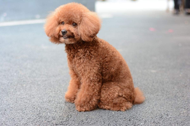 泰迪怎样纠正幼犬咬主人手,泰迪犬总是咬裤脚怎么办