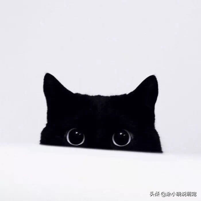 猫咪毛囊炎和跳蚤粪便,猫咪毛囊炎会不会变成猫癣