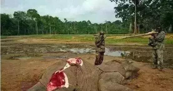 放过大象吧！别再用大象皮车珠子了！