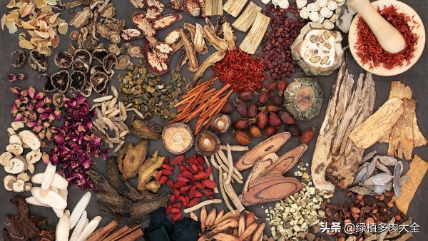 什么树长出桦树茸,除了白桦树还有什么树会长虫子