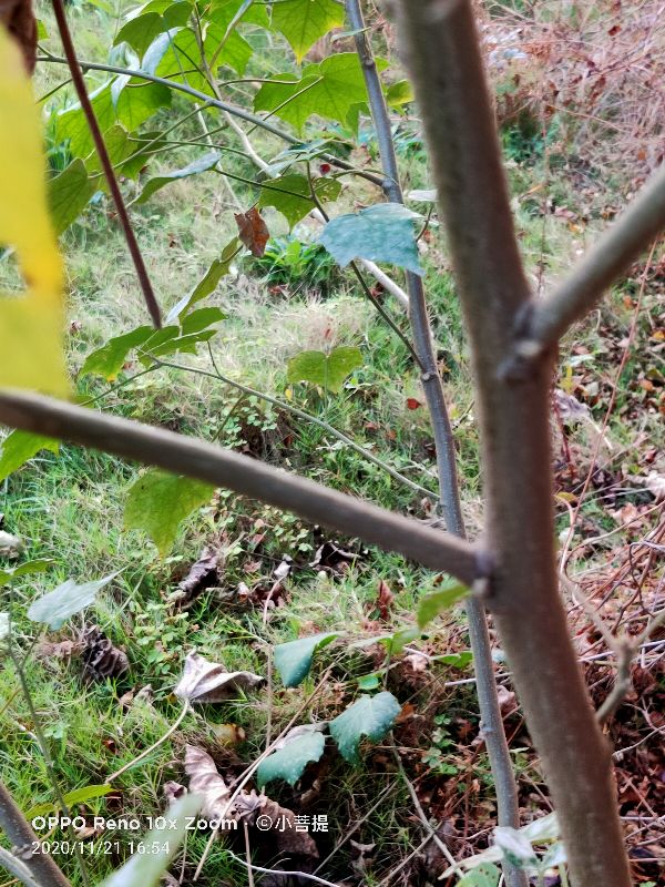 这种花通常用来比作美丽的女子,有人拿来做药,还有人当野菜吃