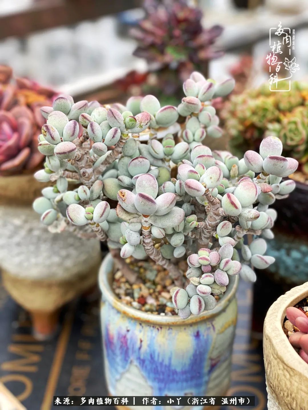 祖上无院家里无矿,一腔浪漫情怀付诸楼顶造花