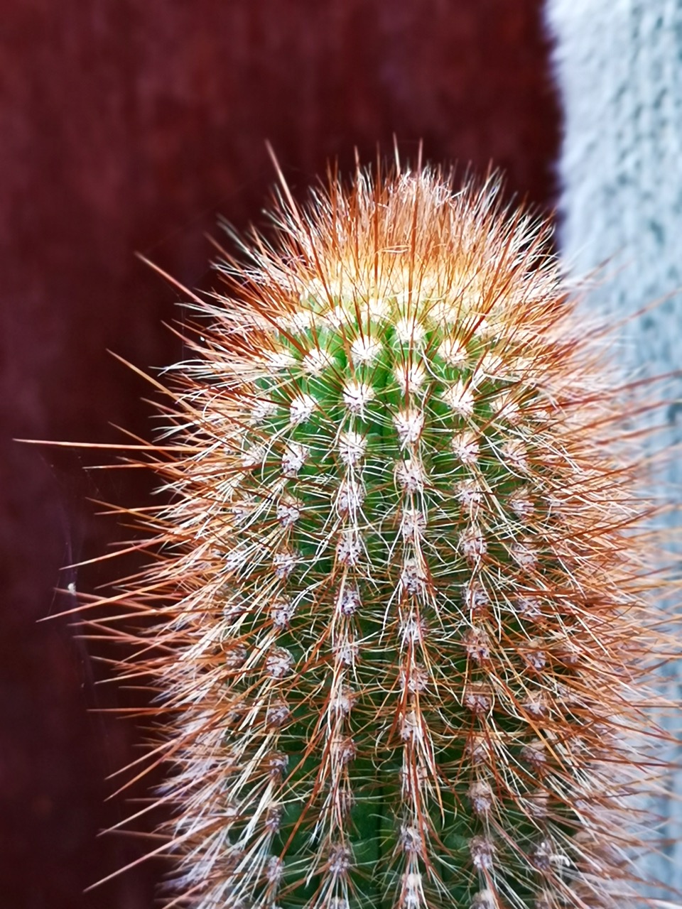 树形多肉仙人掌开花图片,仙人掌多肉植物品种大全图片