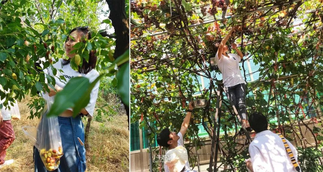 小牛游记2019,小牛骑行之旅