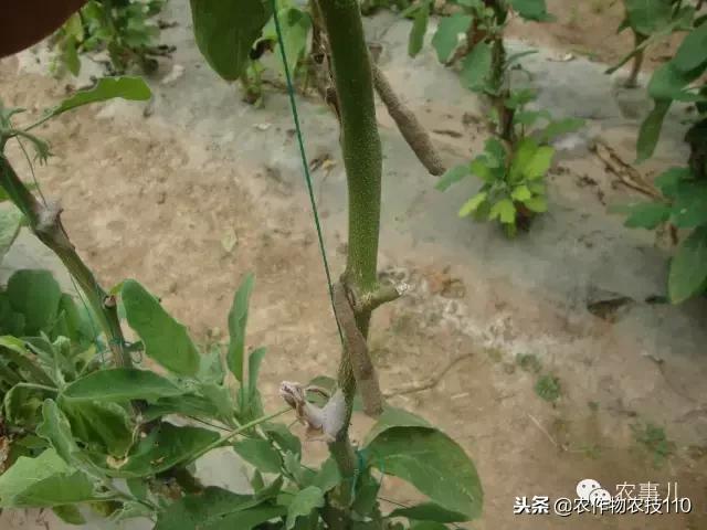 种茄子的六个步骤简短文字,种茄子的基本知识